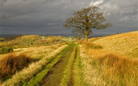 영국의 자연 풍경, 잔디, 도로, 나무, 구름, 가을