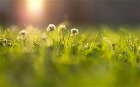 꽃, 잔디, 초원, 태양 광선, 나뭇잎 HD 배경 화면