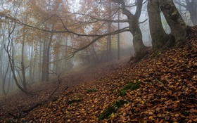 숲, 자연, 안개, 새벽, 가을 HD 배경 화면