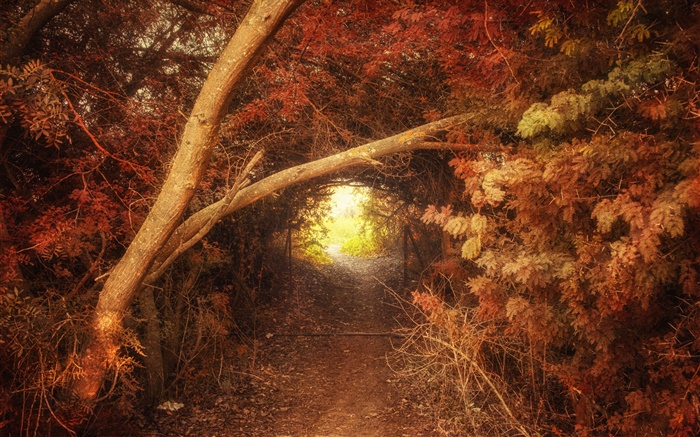 숲, 경로, 구멍, 가을, 자연 풍경 배경 화면 그림