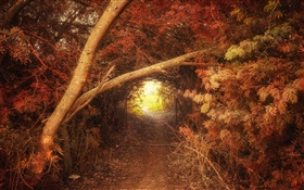 숲, 경로, 구멍, 가을, 자연 풍경 HD 배경 화면