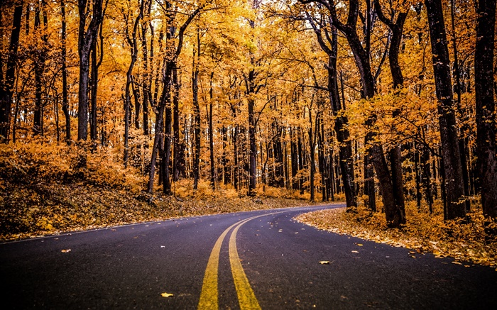 숲, 도로, 노란 잎, 나무, 가을 배경 화면 그림