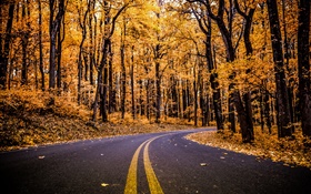 숲, 도로, 노란 잎, 나무, 가을