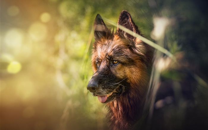 독일 셰퍼드, 개, 얼굴, 나뭇잎 배경 화면 그림