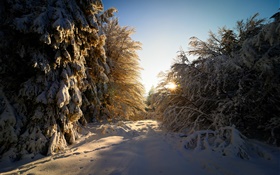 독일, 헤세, 겨울, 눈, 나무, 태양 광선