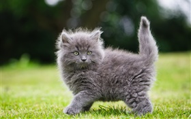 잔디에 회색 솜 털 고양이 HD 배경 화면