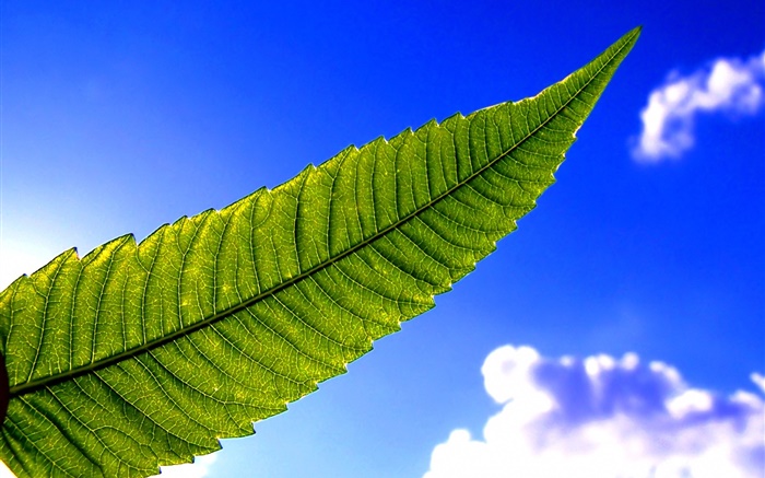 녹색 잎, 푸른 하늘 배경 화면 그림
