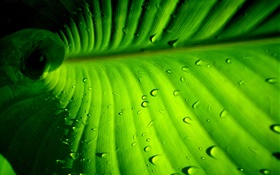 녹색 잎 근접 촬영, 줄무늬, 물방울 HD 배경 화면