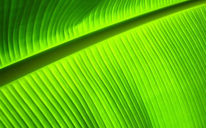 녹색 잎 근접 촬영, 줄무늬 배경 화면 그림