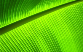 녹색 잎 근접 촬영, 줄무늬 HD 배경 화면