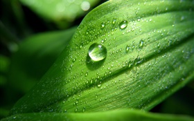 녹색 잎 근접, 물 방울, 이슬