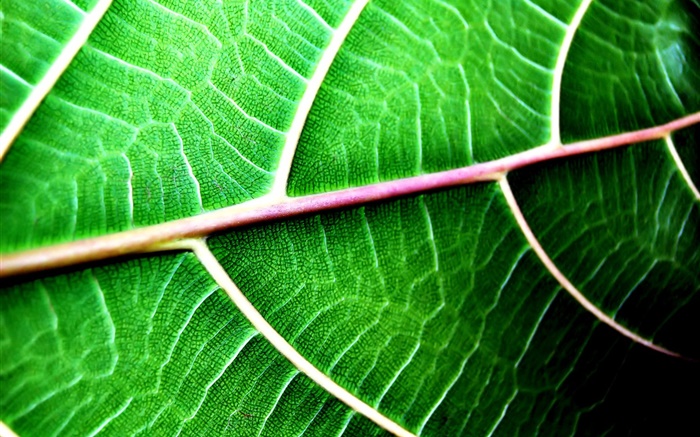 녹색 잎 컨텍스트 확대 배경 화면 그림
