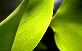 녹색 잎 매크로 촬영, 빛 HD 배경 화면