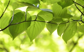 녹색 나뭇잎, 나뭇 가지, 자연 풍경, 나뭇잎 HD 배경 화면