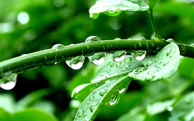 녹색 식물, 비 후, 물
