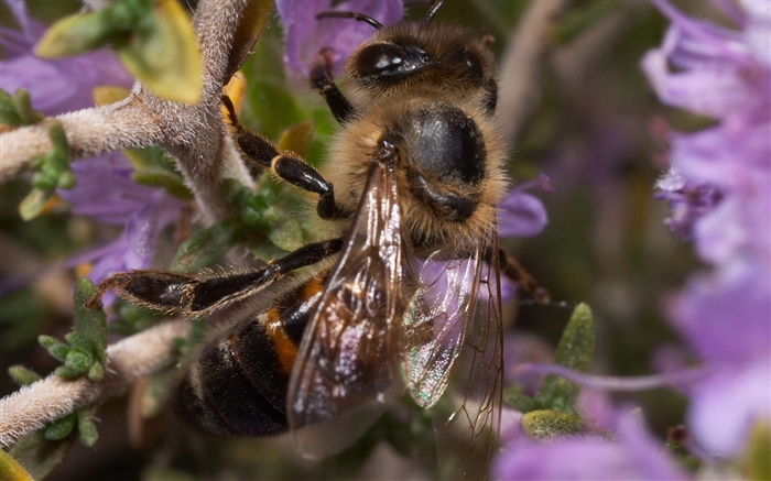곤충, 꿀벌 배경 화면 그림