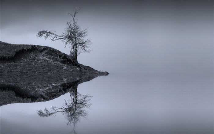 호수, 나무, 물 반사, 흑백, 스코틀랜드 배경 화면 그림