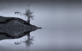 호수, 나무, 물 반사, 흑백, 스코틀랜드