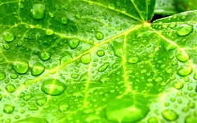 잎 확대, 녹색, 물 HD 배경 화면
