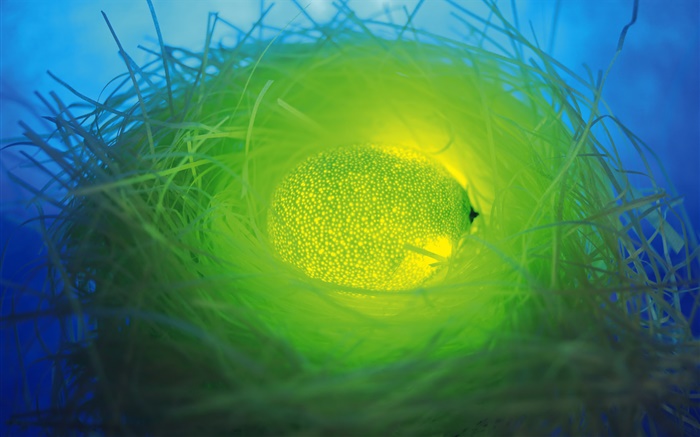 라이트 과일, 둥지에 녹색 오렌지 배경 화면 그림