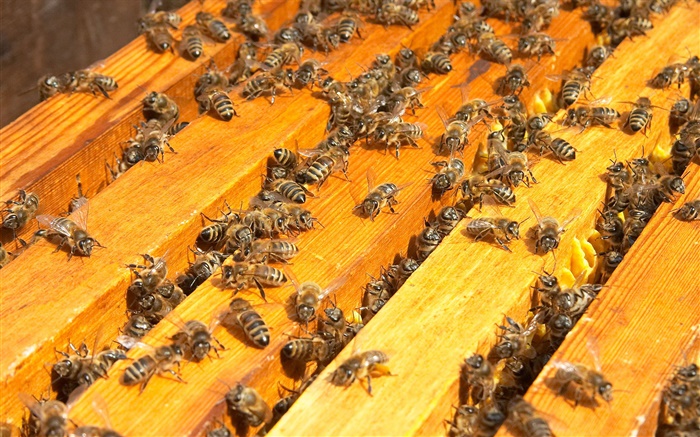 많은 꿀벌, 벌집 배경 화면 그림