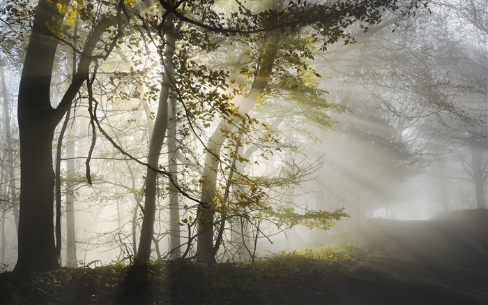 아침, 안개, 나무, 태양 광선, 가을 배경 화면 그림