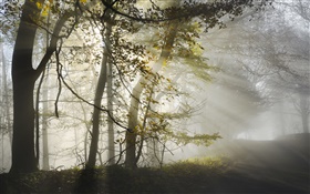 아침, 안개, 나무, 태양 광선, 가을 HD 배경 화면