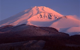 후지산, 일본, 눈, 황혼, 숲 HD 배경 화면