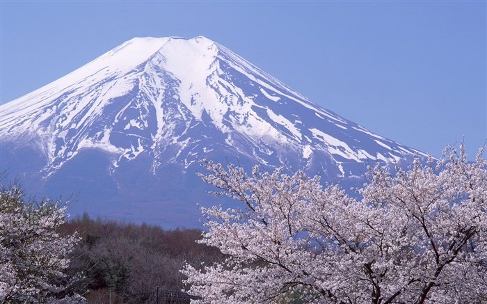 후지산, 일본, 봄, 벚꽃 꽃 꽃 배경 화면 그림