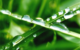 자연 근접 촬영, 푸른 잔디, 잎, 물 HD 배경 화면