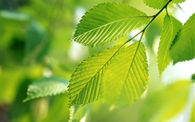 자연, 녹색 잎, 나뭇잎 HD 배경 화면