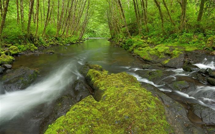 Nestucca 강, 오레곤, 미국, 이끼, 나무, 녹색 배경 화면 그림