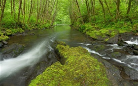 Nestucca 강, 오레곤, 미국, 이끼, 나무, 녹색 HD 배경 화면
