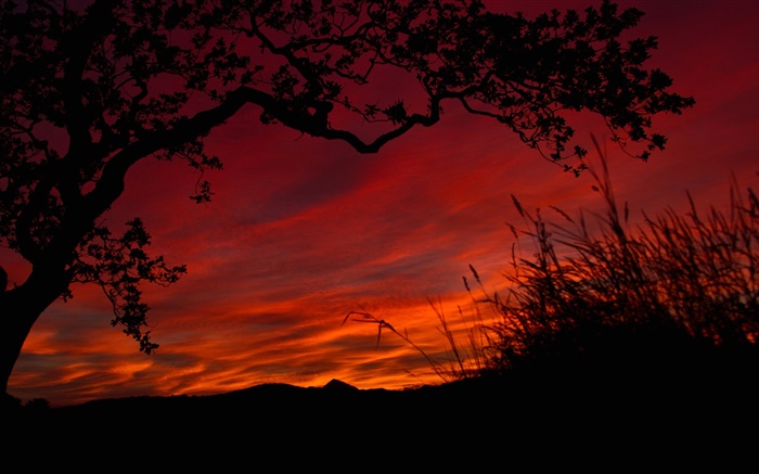 밤, 붉은 하늘, 구름, 나무, 잔디, 검은 실루엣 배경 화면 그림