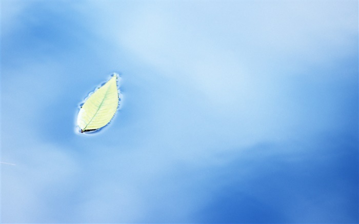 물 표면에 하나의 잎 배경 화면 그림