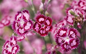 핑크, 보라색 꽃, 꽃잎, 나뭇잎 HD 배경 화면