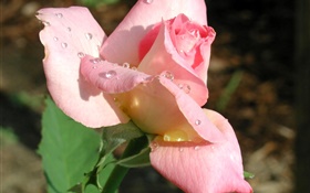 핑크 꽃 근접 장미, 이슬