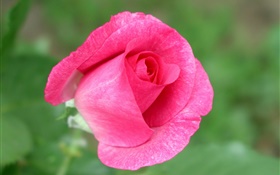 핑크 꽃 근접 장미, 녹색 배경 HD 배경 화면