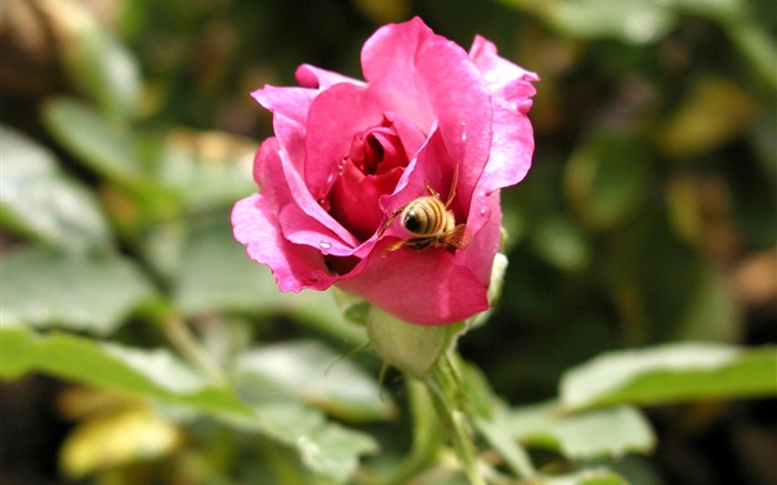 핑크 꽃, 이슬, 꿀벌 장미 배경 화면 그림