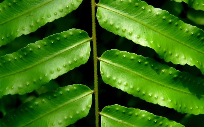 식물 녹색 잎 확대 배경 화면 그림