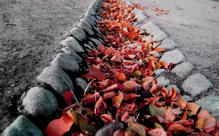 붉은 단풍, 지상, 가을 배경 화면 그림