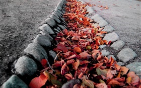 붉은 단풍, 지상, 가을 HD 배경 화면