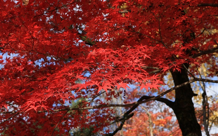 붉은 단풍, 단풍 나무, 아름다운 가을 배경 화면 그림