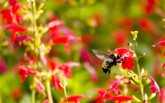붉은 작은 꽃, 곤충 꿀벌 배경 화면 그림