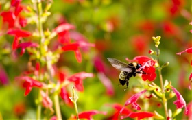 붉은 작은 꽃, 곤충 꿀벌 HD 배경 화면