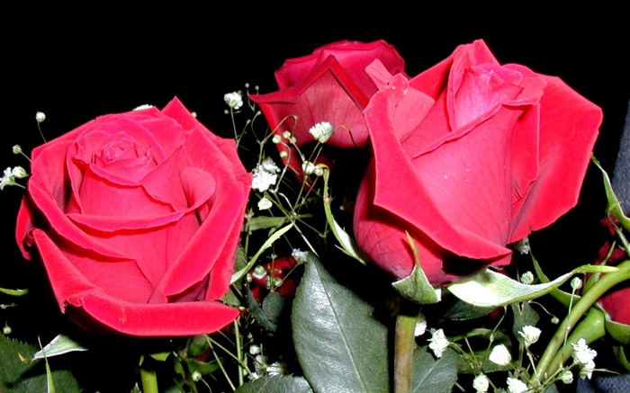 빨간 장미 꽃, 꽃다발 배경 화면 그림
