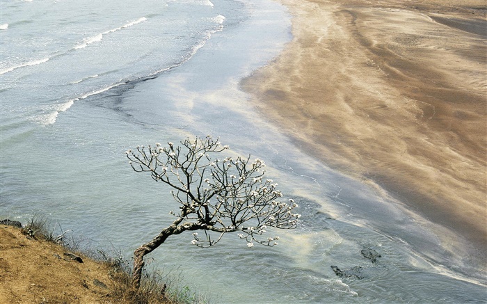 바다, 해변, 해안, 나무 배경 화면 그림