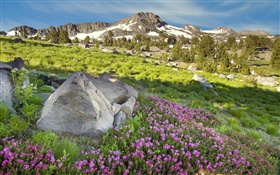 슬로프, 산, 잔디, 꽃, 자연 HD 배경 화면