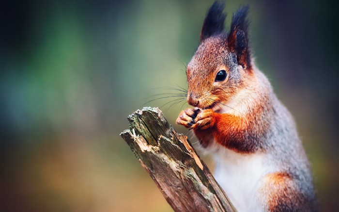 다람쥐 근접 촬영, 나뭇잎 배경 화면 그림