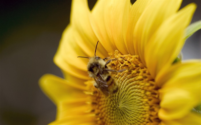 해바라기, 꿀벌 확대 배경 화면 그림